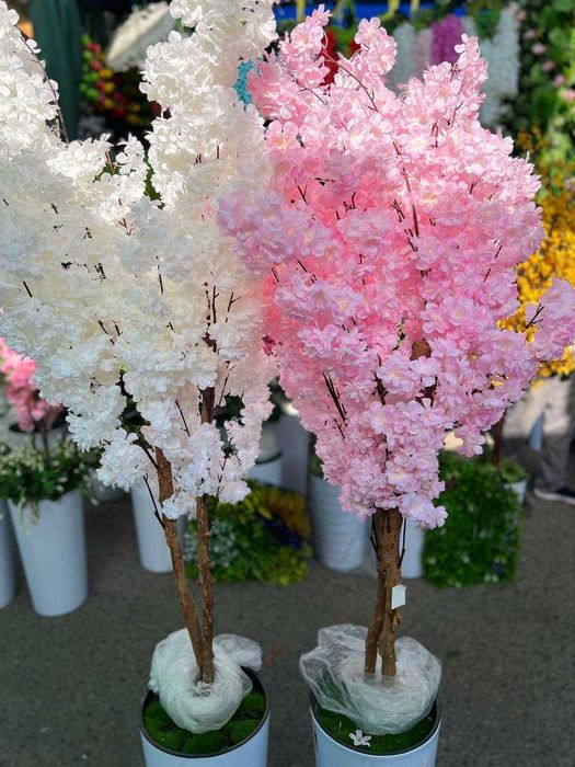 Декоративные деревья — красата без забот