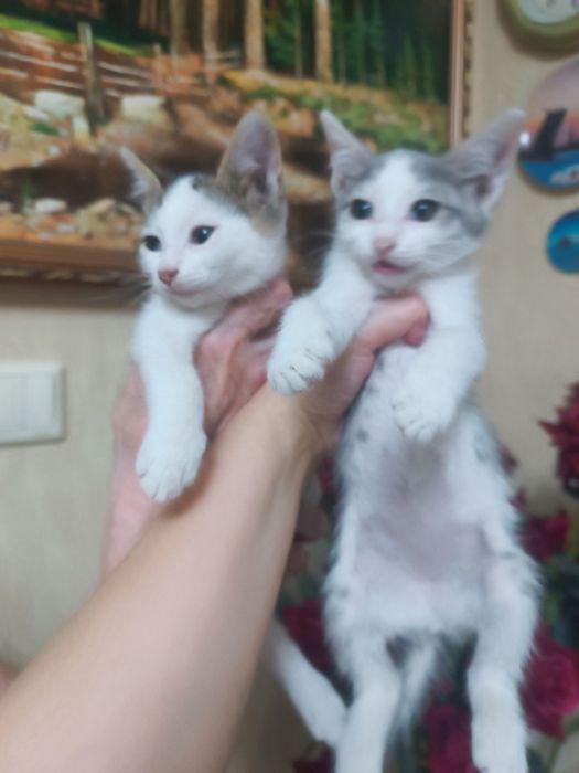 Отдаем котят чистенькие
