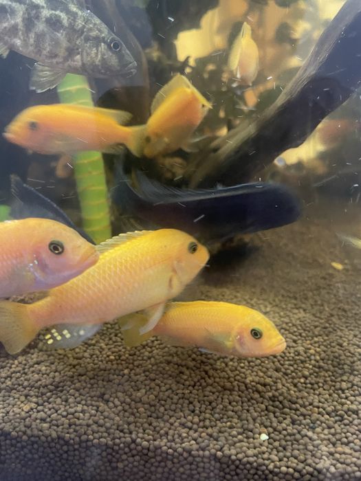 Продам рыбок срочно!