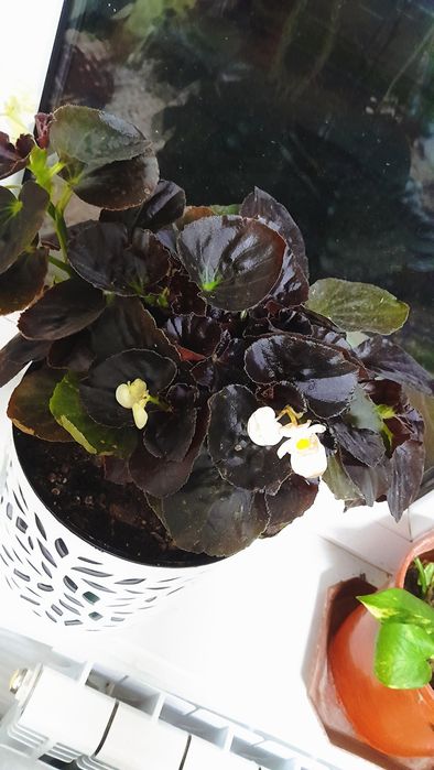 Бегония / begoniya xonaki gul комнатное растение