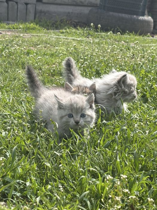 Отдам котёнка хорошие руки