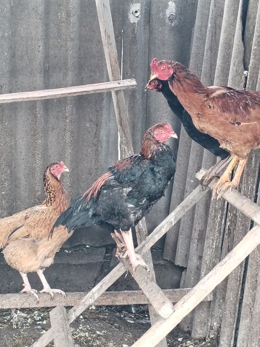 Продам двух петухов