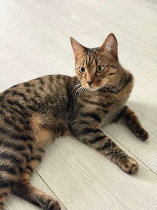 Отдам кота в добрые руки!!!