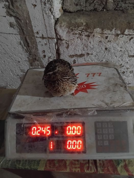 Bedanachilik Samarqand