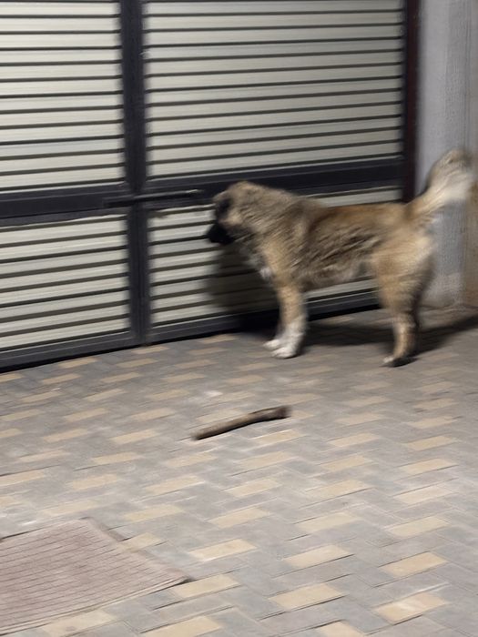 Продам Алабая.