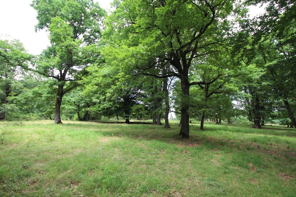 Teren Poiana Brașov 4713 mp-Zona de investiție  teren lângă Sergiana
