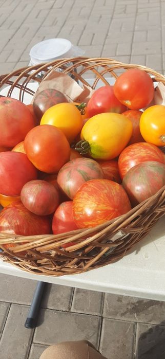 Помидоры дачные продам