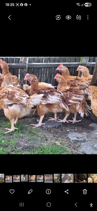 Vând puicute si cocoși din rasa Kabir carne si ouă