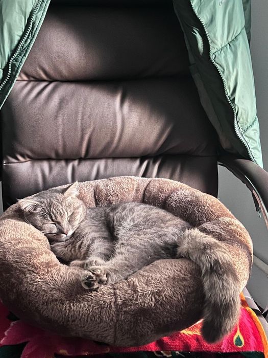 Отдам породистую кошку в добрые и заботливые руки