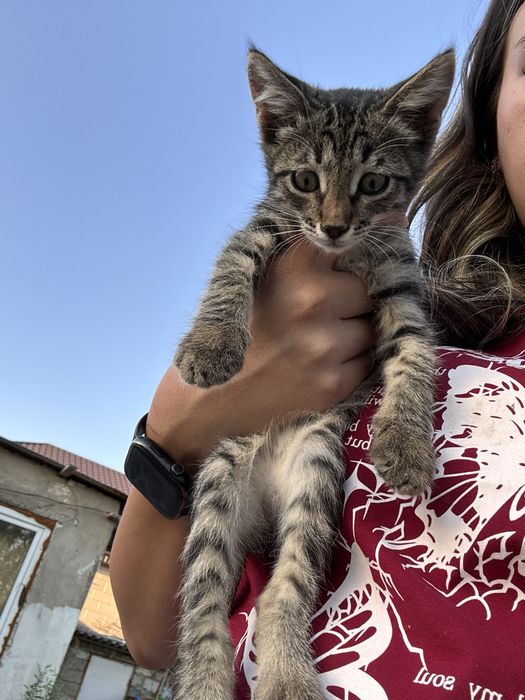 Котенок бесплатно