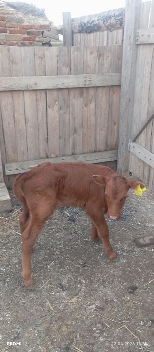 Продам телят.        .