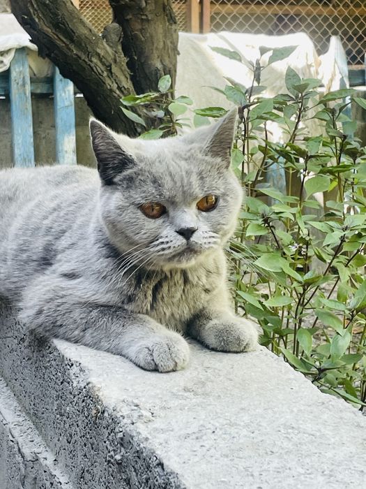 Zottor kulrang mushuk sotiladi