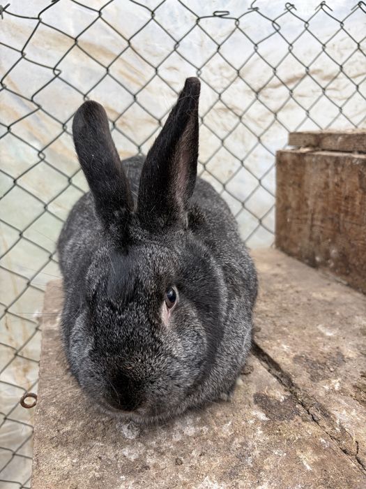 Продавам мъжки заек и женски заек