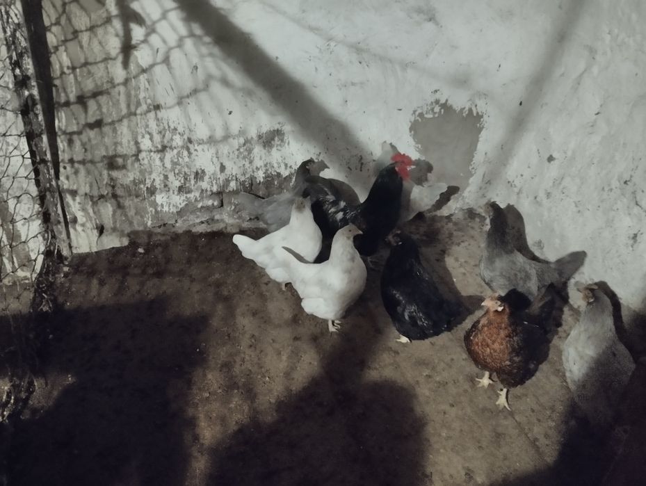 Уйдын таүғын сатамын