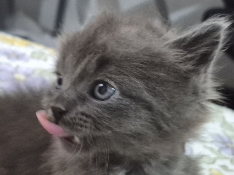 Котята в хорошие руки