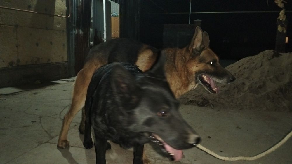 Продам щенки немецкой овчарки