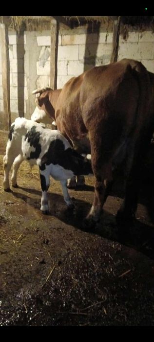 Vaca in vârstă de 5 ani