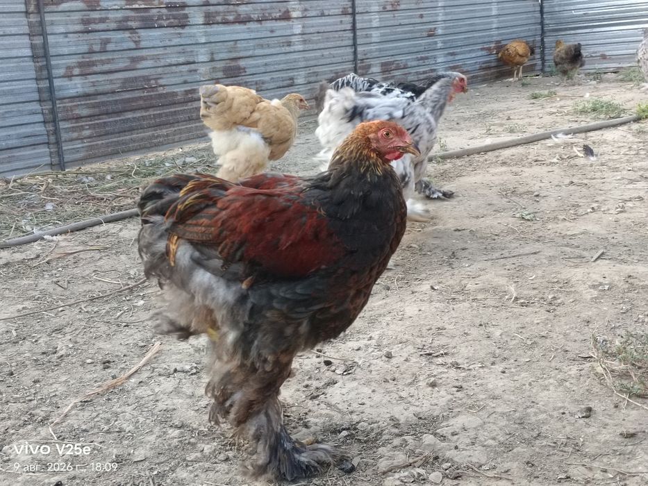 Продам цыплята брама