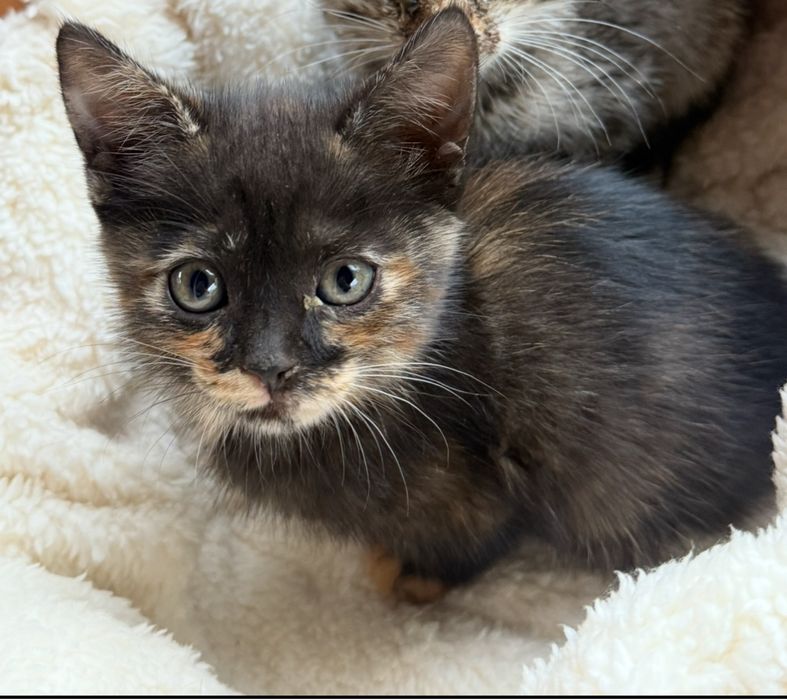 Котенок девочка,ищем дом