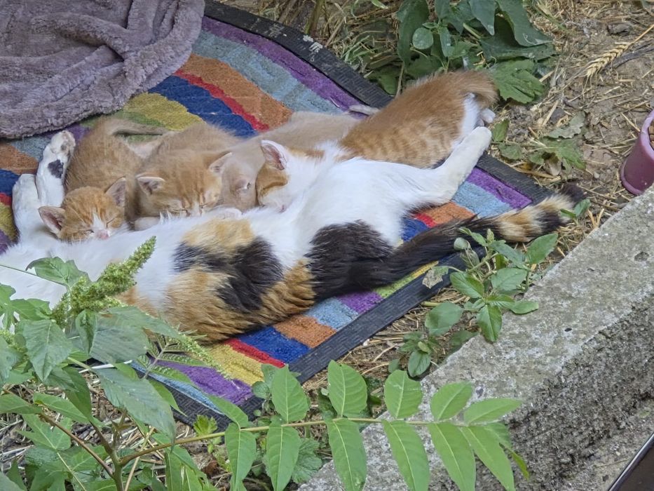 Pisicute spre adoptie