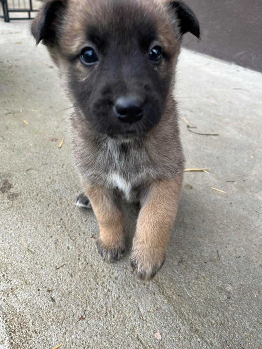 Кученца Белгийска овчарка Малиноа