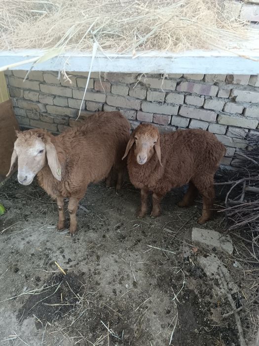 Куйлар сотилади 6ойлик