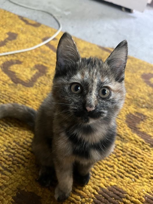 Отдам двух классных кошек мышеловок