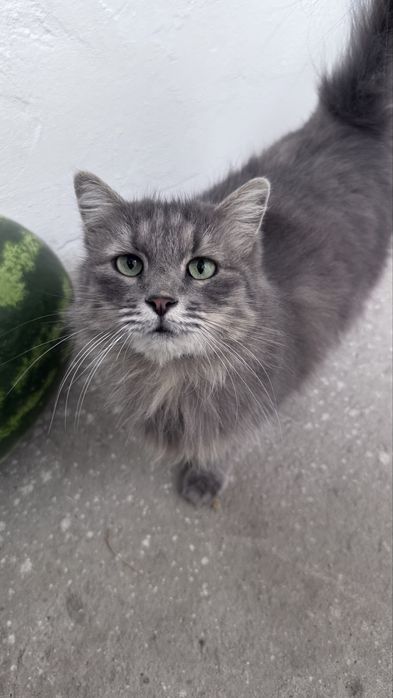 Отдаю кошку в добрые руки