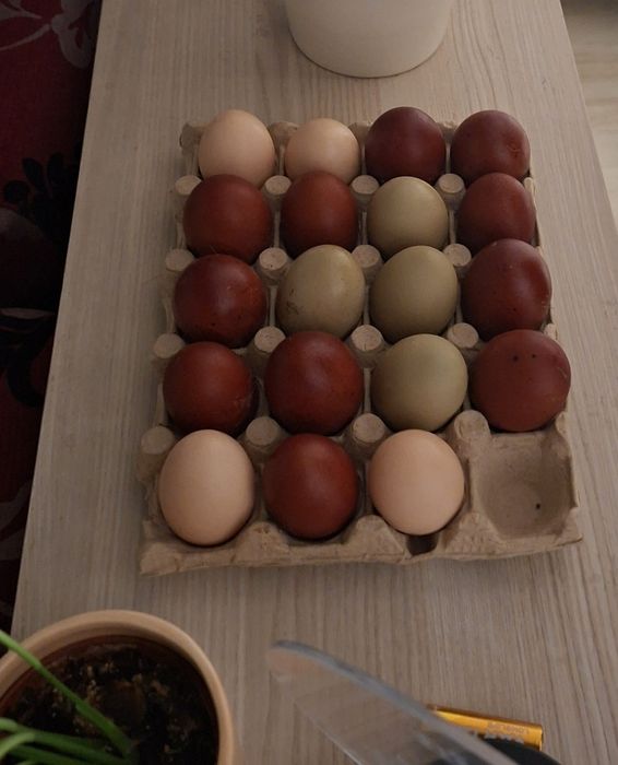 Gaini Marans familie