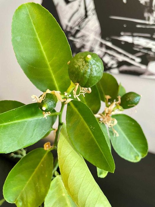 Продам дерево взрослого Лимона