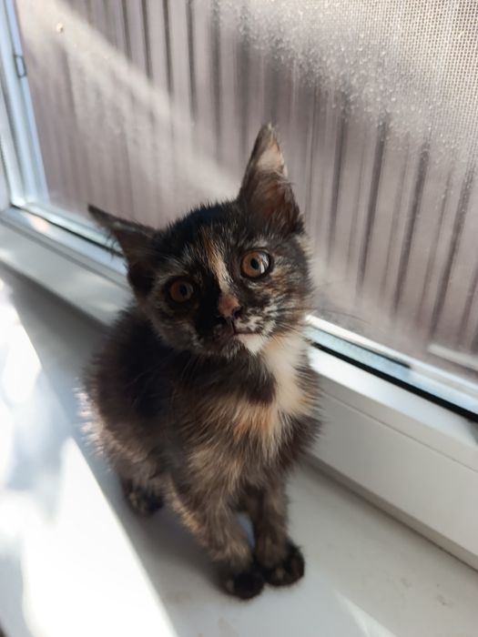 Котенок, 2 месяца, девочка