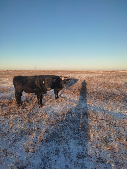 Продам бычков 10 голов