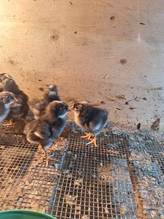 Амрокс балапандар сатылады