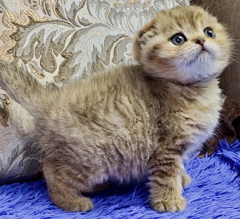 Золотая шиншилла