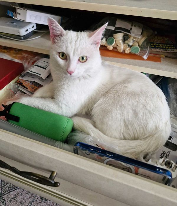 Котёнок белый, мальчик