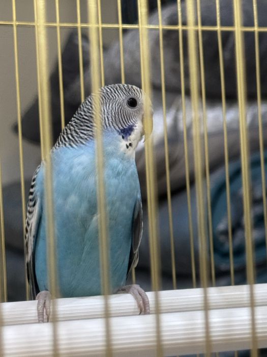 Волнистый попугай