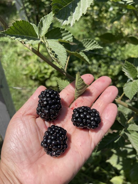 Ежевика сорта Блэк джем , Тройная корона , Астерина