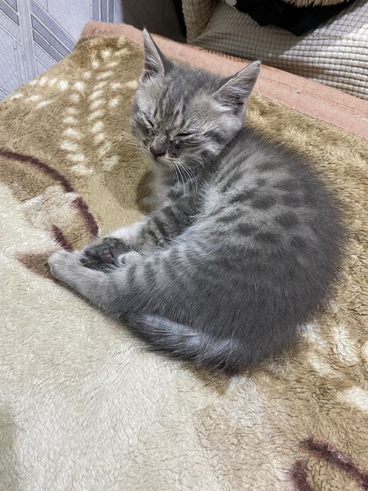 2 котенка. Серый мальчик, цветная девочка