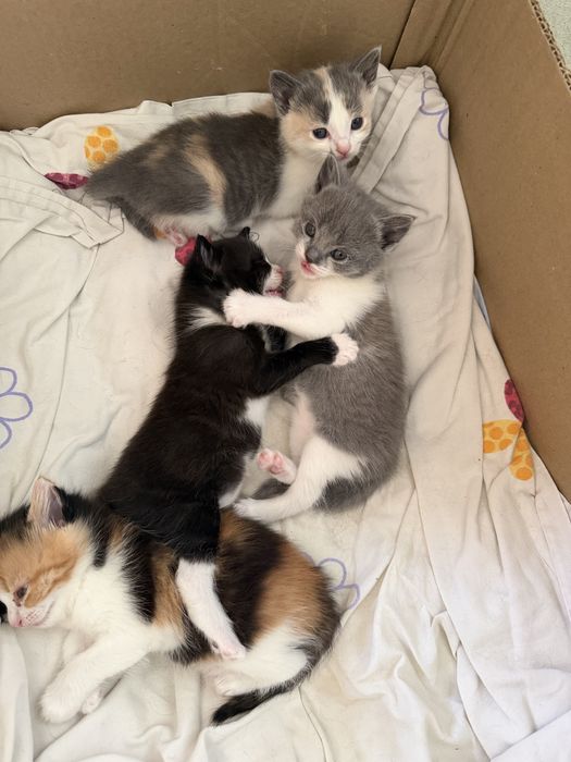Котята красивые