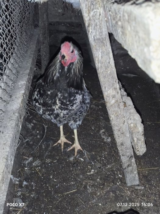 Продам Петухов разные пароды