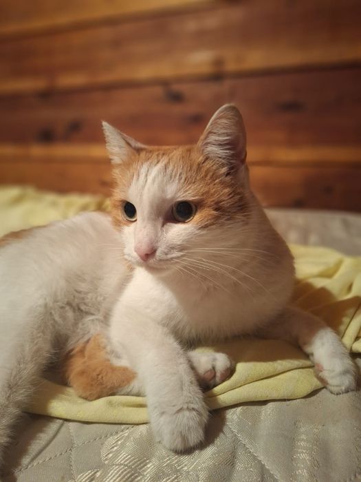 Солнечный котик ищет дом
