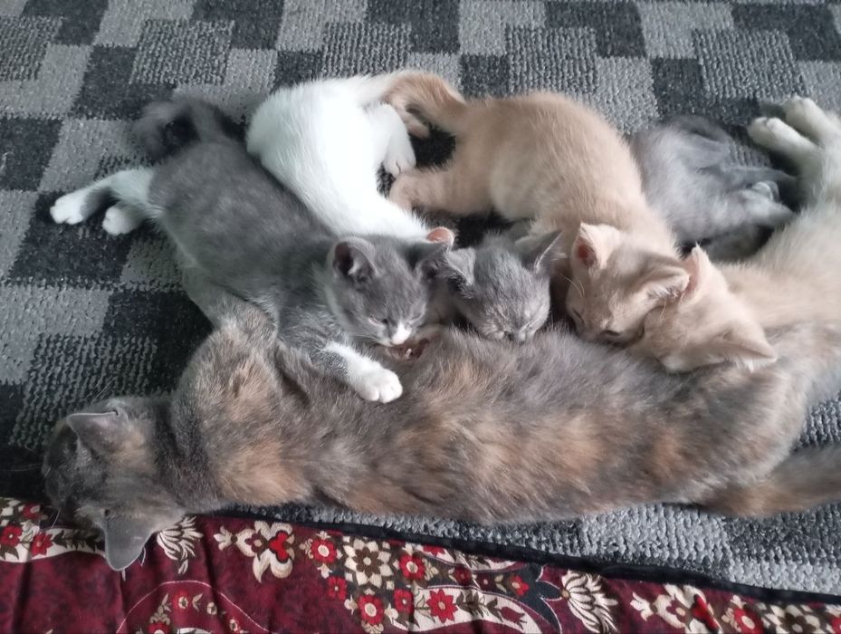 Котята в Хорошие руки