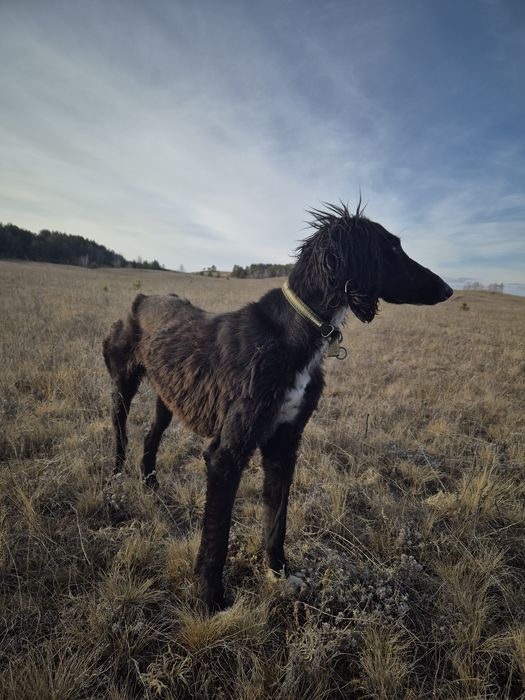 Продам тазы 1,7 арлан