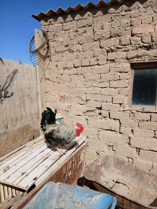 Қораздар сатылады.