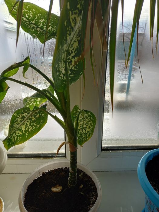 Продам цветы долларовое дерево