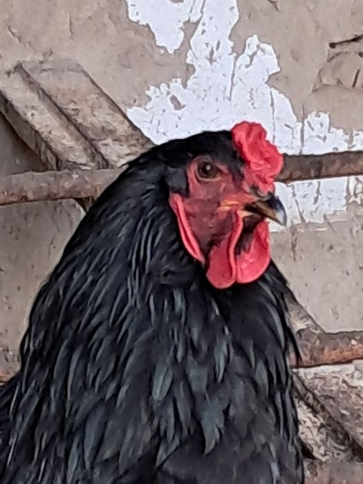 Брама чёрная 100% чистая.