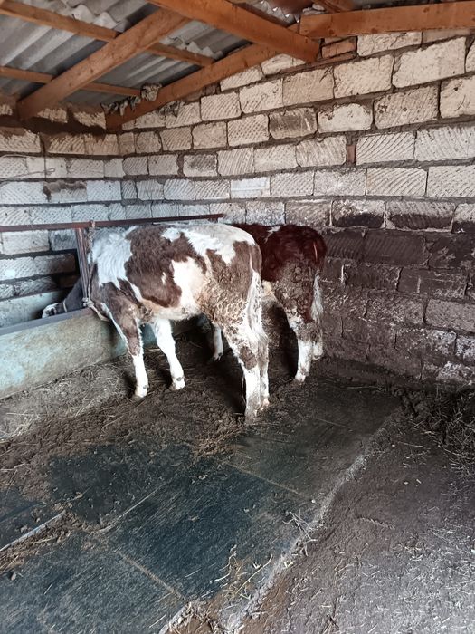 Тельки по 290к торг