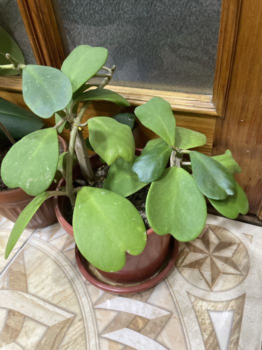 Ростения для сада и дома