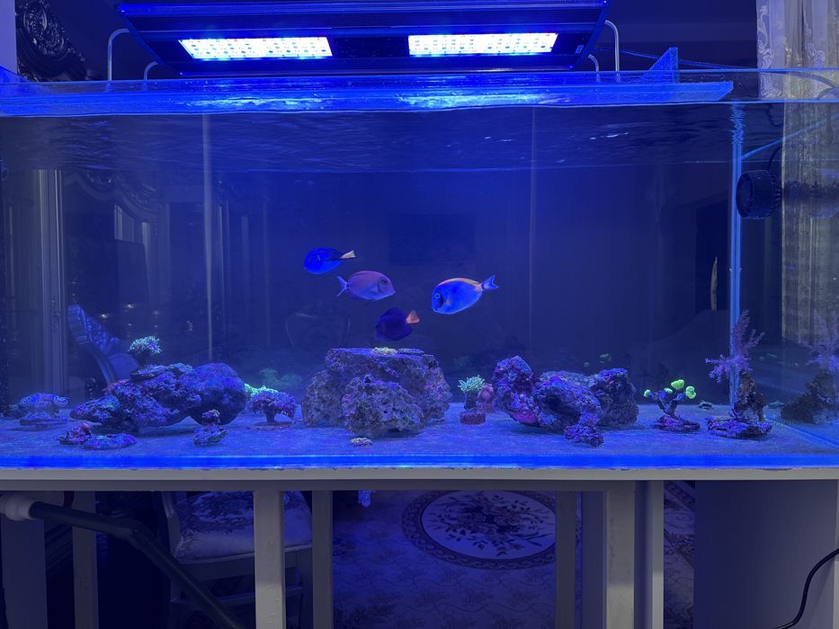 Продаётся морской аквариум 300 л