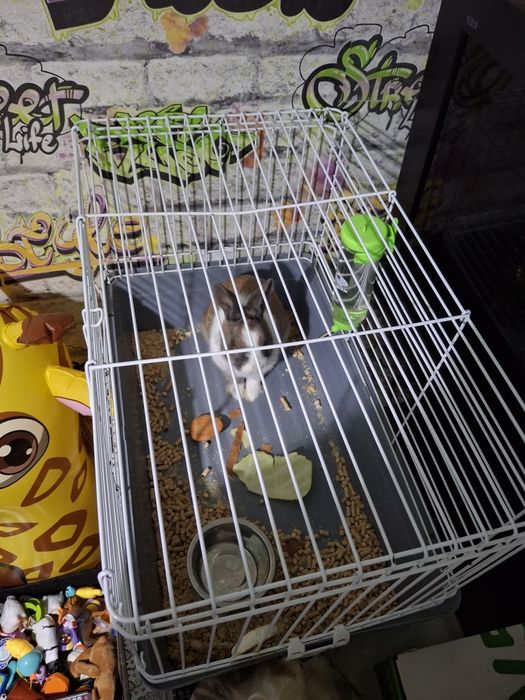 Продам кролика приучен к туалету